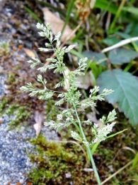 Phalaris arundinacea 3