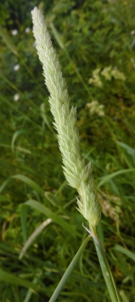 Phalaris coerulescens Desf. Alpiste bravío, 3