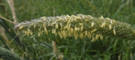 Phalaris coerulescens Desf. Alpiste bravío, 5