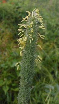 Phalaris coerulescens Desf. Alpiste bravío, 4