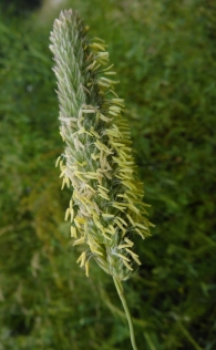 Phalaris coerulescens Desf. Alpiste bravío, 2