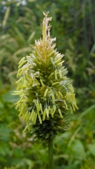 Phalaris coerulescens Desf. Alpiste bravío,