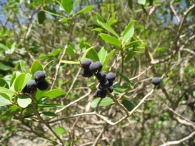 Phillyrea latifolia., Labiernago negro