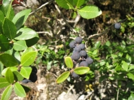 Phillyrea latifolia., Labiernago negro 4