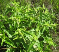 Phlomis herba-venti L., La aguavientos