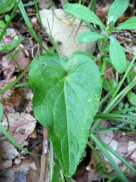 Phyteuma spicatum L., Fiteuma de espiga alargada. 3