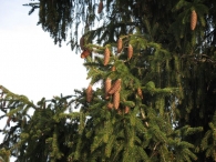Picea abies (L.) Karst., Abeto rojo, Falso abeto, P�cea de Noruega 4