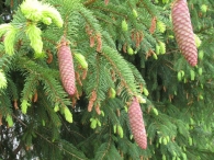 Picea abies (L.) Karst., Abeto rojo, Falso abeto, Pícea de Noruega