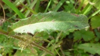 Picris hieracioides L., Lengua de gato. HOJA