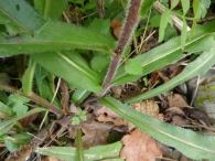 Picris hieracioides L., Lengua de gato. TALLO CON HOJAS