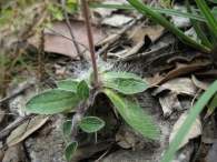 Pilosella officinarum F.W.Schultz, o Hieracium pilosella L. , Pelosilla 2