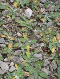 Pilosella officinarum Vaill., Hieracium pilosella L., Pelosilla, Vellosilla, Pilosela 5