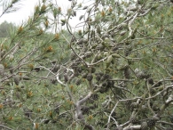 Pinus halepensis Mill., Pino carrasco, Pino de Alepo 6
