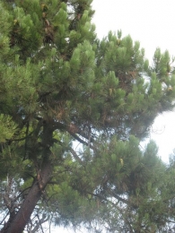 Pinus pinaster Ait., Pino rodeno, Pino marítimo, Pino negral, Pino resinero, Itsas pinua 10