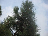 Pinus pinaster Ait., Pino rodeno, Pino marítimo, Pino negral, Pino resinero, Itsas pinua 3