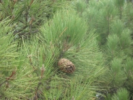 Pinus pinaster Ait., Pino rodeno, Pino marítimo, Pino negral, Pino resinero, Itsas pinua