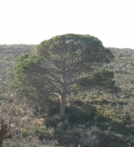 Pinus pinea L., Pino piñonero, Pino doncel, Pino parasol 5