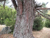 Pinus sylvestris L., Pino silvestre. Pino albar. Pino royo 6