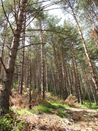 Pinus sylvestris L., Pino silvestre. Pino albar. Pino royo 4