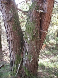 Pinus sylvestris L., Pino silvestre. Pino albar. Pino royo 3