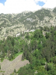 Pinus uncinata Mill., Pino negro de montaña, Mendi-pinua 9