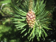 Pinus uncinata Mill., Pino negro de monta�a, Mendi-pinua 6