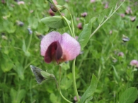 Pisum sativum L. subsp. elatius (M. Bieb.) Asch. et Graebn., Guisante, Pesolillo
