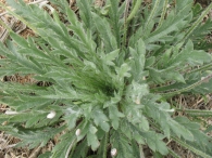 Plantago coronopus L., Estrellamar 3