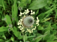 Plantago lagopus