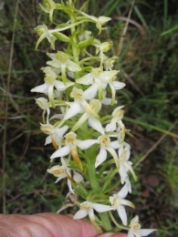 Platanthera bifolia (L.) Rich. 2
