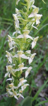 Platanthera chlorantha (Custer) Rchb., Satirión verde