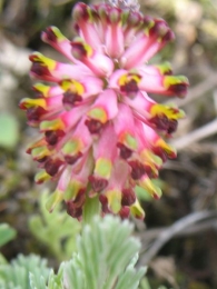 Platycapnos spicata (L.) Bernh., Conejitos 2