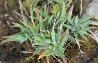 Poa ligulata Boiss. Poa membranacea (C.Vicioso). Primeras hojas. 2