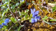 Polygala alpina