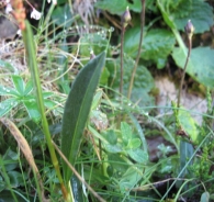 Persicaria vivipara (L.) Ronse Decr., Polygonum viviparum L., Bistorta alpina. 2