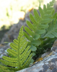 Polypodium cambricum subsp. australe (F�e) Greuter & Burdet., Polipodio 3