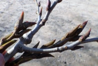 Populus deltoides Marshall. Chopo de Virginia o americano. 4