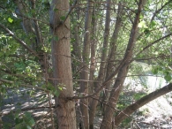 Populus nigra L., Chopo negro, Chopo 8
