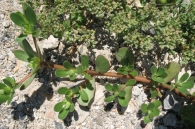 Portulaca oleracea L., Verdolaga, Beldroega
