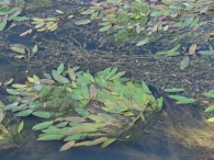 Espiga de agua-Potamogeton natans