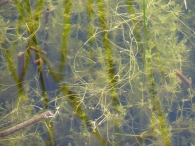 Potamogeton pusillus