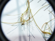 Potamogeton pusillus 2