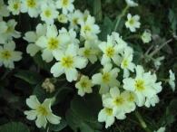 Primula acaulis (L.) Hill., Primula vulgaris Hudson, Primaveras 5