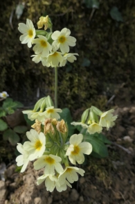 Primula elatior (Hill 1765). Primaveras.