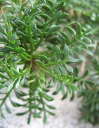 Pritzelago alpina (L.) Kuntze.