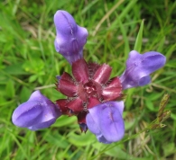 Prunella grandiflora (L.) Scholler, Prunela de flor grande 3