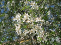 Prunus avium L., Cerezo silvestre, Cerezo de monte 2