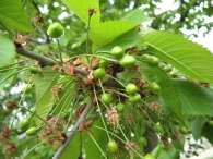 Prunus avium L., Cerezo silvestre, Cerezo de monte