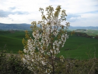 Prunus cerasus L. Cerasus vulgaris Mill. Cerezo �cido 2