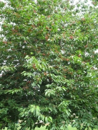 Prunus Cerasus L., Cerezo silvestre, Guindo ácido, Guindal 6